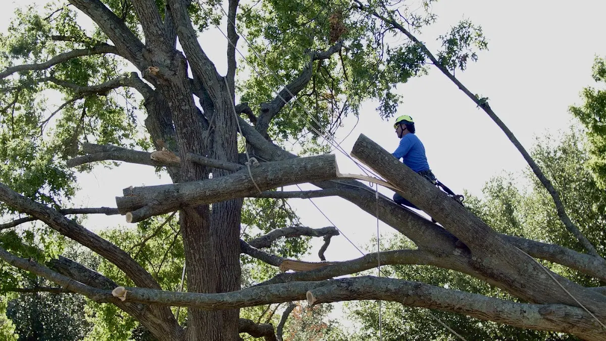 Professional Hazardous Tree Removal performed by certified arborists in Leesburg