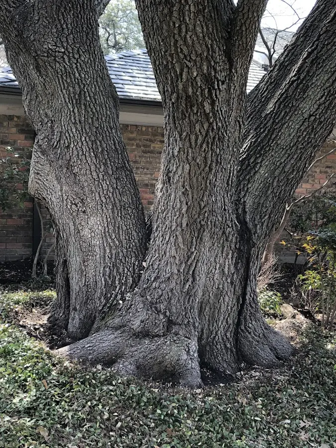 Mature heritage tree close to a Leesburg property cared for by certified arborists